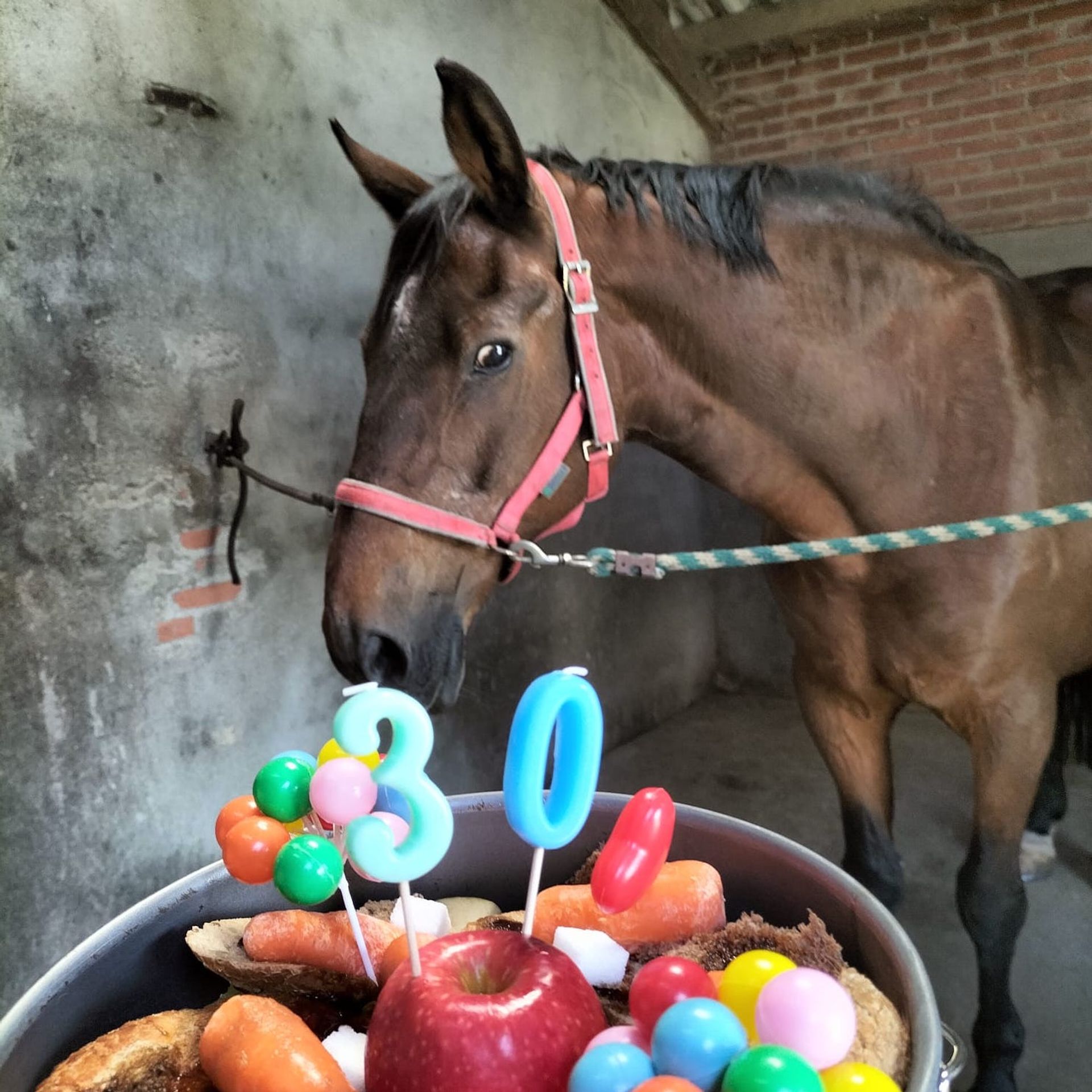 Dierenportretten Lotus30